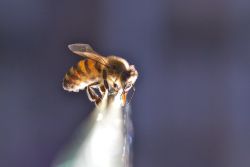 Cité de l'abeille (La)